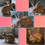 Duitse reus voedster, Dieren en Toebehoren, Konijnen, Vrouwelijk, Groot, 0 tot 2 jaar