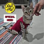 Poes zoekt huis - special need - gered in Dubai, Dieren en Toebehoren, Katten en Kittens | Overige Katten, Poes