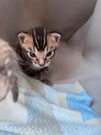 Bengaalse Kitten, Meerdere dieren, Gechipt, 0 tot 2 jaar