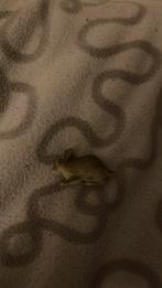 Schleich konijn, Verzamelen, Ophalen of Verzenden, Zo goed als nieuw, Boerderijdier, Beeldje of Figuurtje