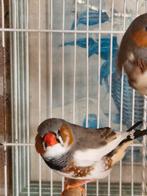 Zebravinken te koop!, Mannelijk, Tropenvogel