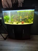 Aquarium 120 cm 240 liter, Ophalen of Verzenden