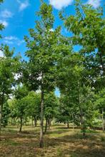 Bomen gezocht: Beuk, Berk, Eik, Lijsterbes etc., Tuin en Terras, Planten | Bomen, Ophalen, Volle zon, Overige soorten, 250 tot 400 cm