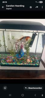 Aquarium met toebehoren o.a mooie sluierstaart, Dieren en Toebehoren, Vissen | Aquaria en Toebehoren, Ophalen, Zo goed als nieuw