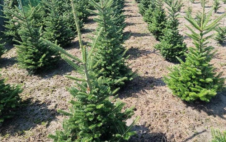 Kerstbomen Fraserie/nordman in Pot 40 cm - 110 cm., Tuin en Terras, Planten | Bomen, Overige soorten, Minder dan 100 cm, Volle zon