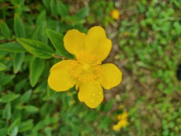 Mooie grote struiken Hertshooi Hypericum 'Hidcote' beschikbaar voor biedingen