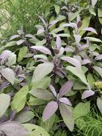 salie officinalis 'Purpurascens', Roodbladige Salie, Ophalen, Volle zon, Vaste plant, Kruiden