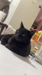 Kitten, Dieren en Toebehoren, Katten en Kittens | Overige Katten, Poes