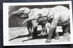 Olifanten uit Britsch-Indie in Noorder-Dierenpark Emmen 1947, Verzamelen, 1940 tot 1960, Wild dier, Ongelopen, Verzenden