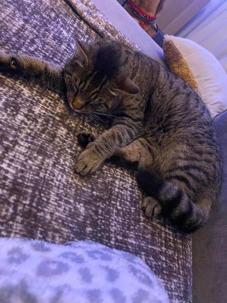 Wie wilt deze lieve kater adopteren, Dieren en Toebehoren, Katten en Kittens | Overige Katten, Kortharig, Kater, 3 tot 5 jaar