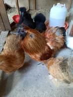 Toom zijdehoenders, Dieren en Toebehoren, Pluimvee, Meerdere dieren, Kip