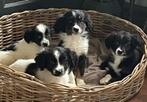 Prachtige BORDER COLLIE x FRIESE STABIJ pups, Dieren en Toebehoren, Nederland, CDV (hondenziekte), 8 tot 15 weken, Meerdere