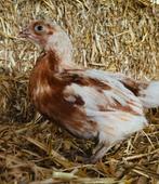 De laatste 6 leghennetjes in diverse kleuren (8 wkn oud)!, Dieren en Toebehoren, Pluimvee, Meerdere dieren, Kip