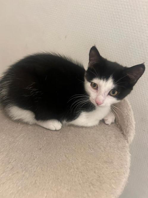 Kitten zoekt een goud mandje, Dieren en Toebehoren, Katten en Kittens | Overige Katten, Poes