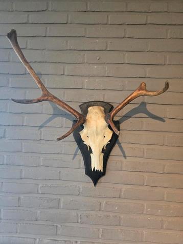 Gewei met schild beschikbaar voor biedingen