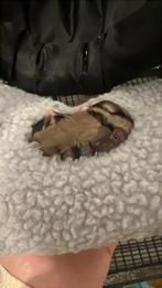 2 sugargliders suikereekoorn heren, Dieren en Toebehoren, Overige Dieren, Januari, Mannelijk