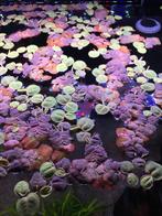 Phyllantus Fluitans | Red Root Floaters aquarium drijfplant, Ophalen of Verzenden, Nieuw, Plant(en), Steen of Hout
