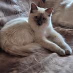 Ragdoll kitten met Stamboom van geteste ouders., Poes, Gechipt