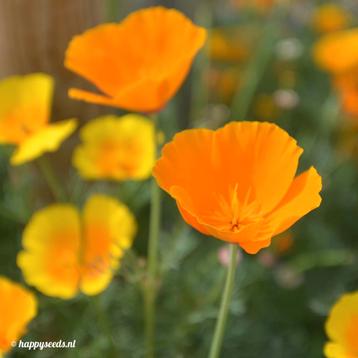 Slaapmutsje zaden - Californische papaver beschikbaar voor biedingen