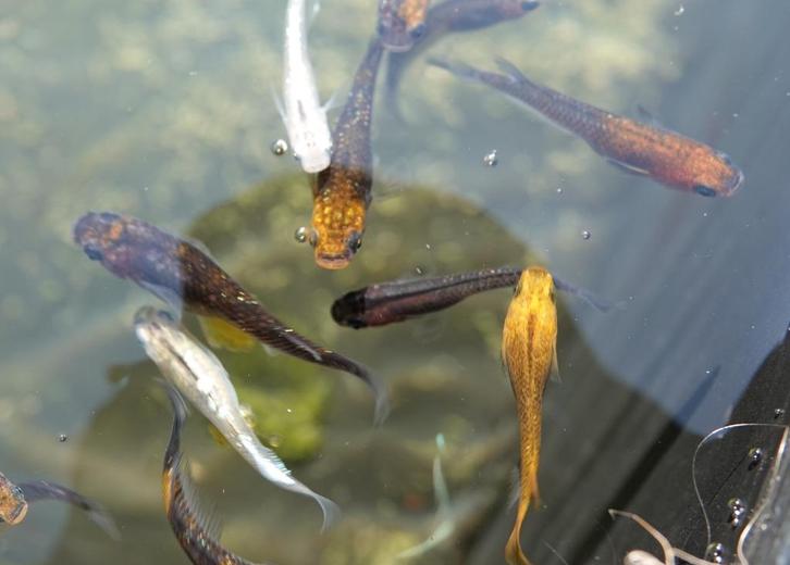 Mix Japanse rijstvis, Medaka, mini-koi, Dieren en Toebehoren, Vissen | Vijvervissen