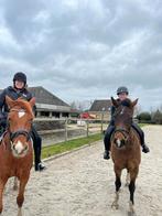 Aangeboden ruiter of verzorger, Dieren en Toebehoren, Ophalen of Verzenden