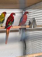 Rode pracht rosela.s, Dieren en Toebehoren, Vogels | Parkieten en Papegaaien, Meerdere dieren, Parkiet