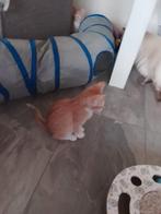 Kruising Ragoll x oosterse mix, Meerdere dieren, Kortharig, 0 tot 2 jaar