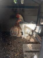 Mooi kriel Cochin koppel te koop, Dieren en Toebehoren, Pluimvee, Meerdere dieren, Kip