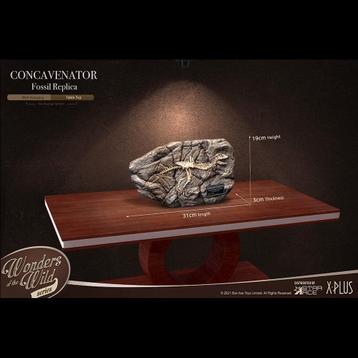 Star Ace Toys concavenator fossil replica,Neca,Sideshow. beschikbaar voor biedingen