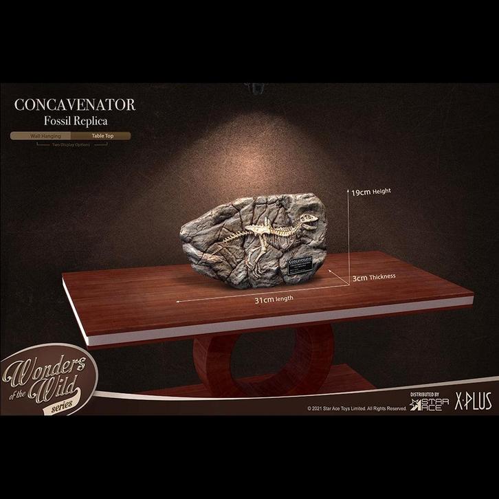 Star Ace Toys concavenator fossil replica,Neca,Sideshow., Verzamelen, Poppetjes en Figuurtjes, Zo goed als nieuw, Ophalen of Verzenden