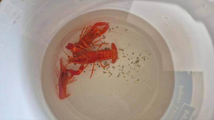 Hele mooie cpo kreeften ! Slechts €15 voor alledrie!, Dieren en Toebehoren, Vissen | Aquariumvissen, Vis
