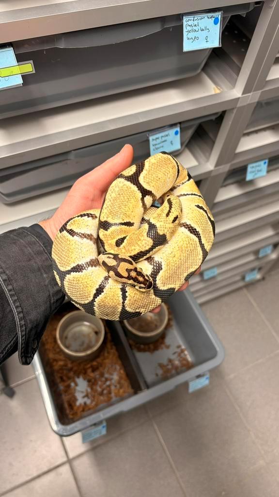 1.9 Orange dream spotnose junge woma 100% clown ball python