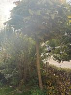 Bolcatalpa te koop, Tuin en Terras, Planten | Bomen, Ophalen, Volle zon, Overige soorten