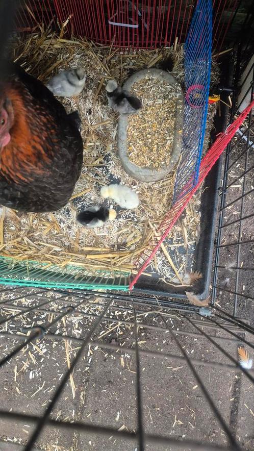 broedeieren van de padua kuifhoen, Dieren en Toebehoren, Pluimvee, Kip, Geslacht onbekend