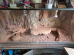 Te koop terrarium, Ophalen of Verzenden, Gebruikt, Terrarium of Paludarium