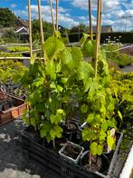 Druiven, Ophalen, Minder dan 100 cm, Overige soorten