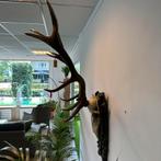 3x Prachtige / Grote Hertengeweien / Prijs PS., Huis en Inrichting, Verzenden, ., Zo goed als nieuw, .