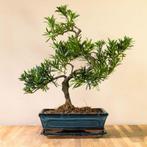 Podocarpus Soho - Binnen en Buiten Bonsai - 15 jaar oud, Huis en Inrichting, Kamerplanten, Minder dan 100 cm, Ophalen of Verzenden