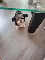 Yorkshire terrier biewer - puppy vrouwelijke, Dieren en Toebehoren, Honden | Jack Russells en Terriërs, Yorkshire Terriër, Particulier