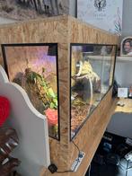 Stekelstaart varaan 25 cm, Dieren en Toebehoren, Ophalen, Zo goed als nieuw, Terrarium of Paludarium