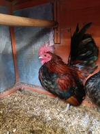 Serama haan, Dieren en Toebehoren, Mannelijk