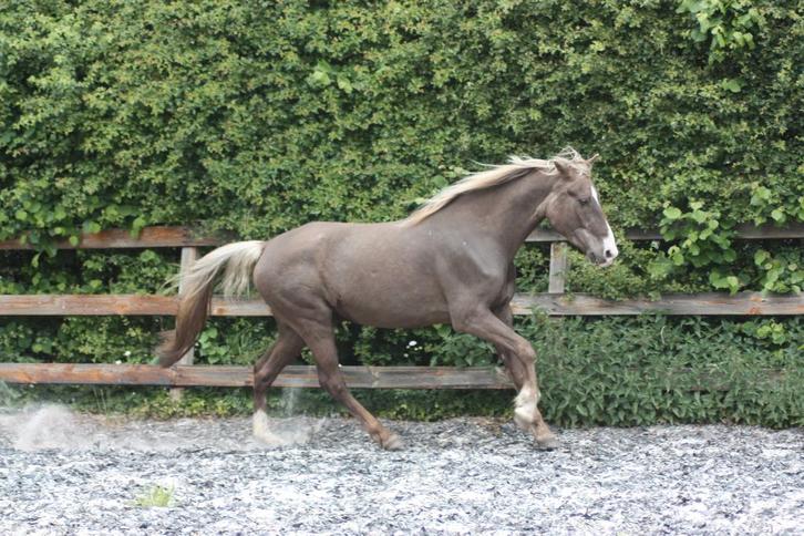 Lieve Rocky Mountain Horse ruin, Dieren en Toebehoren, Paarden, Ruin, Zadelmak, Minder dan 160 cm, Recreatiepaard, Met stamboom