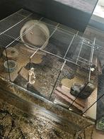 Gerbils te koop 3 soorten, Dieren en Toebehoren, Knaagdieren, Maart, Vrouwelijk, Overige typen, Tam