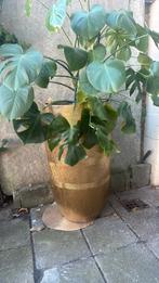 Mooie grote gouden pot, Tuin en Terras, Planten | Tuinplanten, Ophalen
