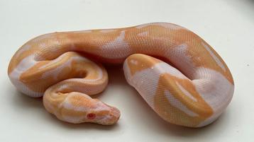 Albino pieds 2025 ball python beschikbaar voor biedingen