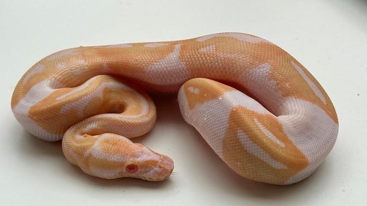Albino pieds 2025 ball python, Dieren en Toebehoren, Reptielen en Amfibieën, Slang, 0 tot 2 jaar