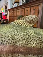 Grote 70 cm opgezette forel, vistroffee, Verzamelen, Dierenverzamelingen, Ophalen, Gebruikt, Opgezet dier