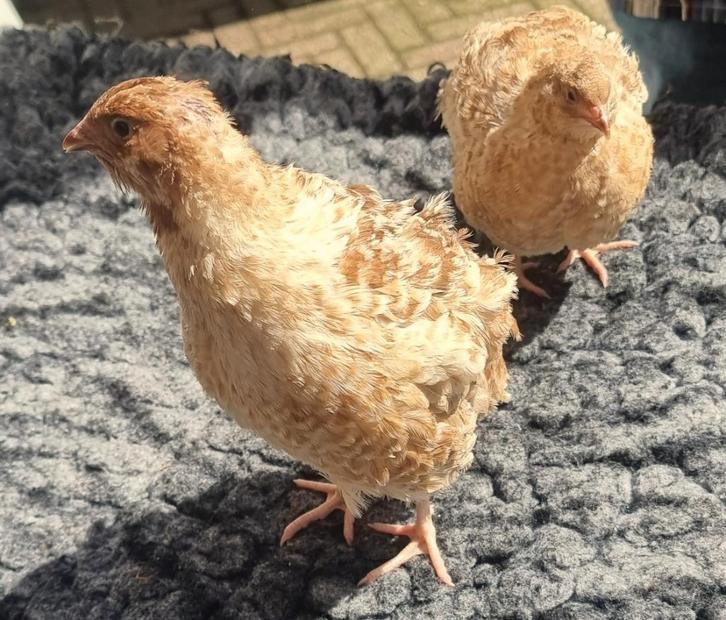 Broedeieren van de rode  ‘Rotkopf’ Japanse Jumbo kwartel, Dieren en Toebehoren, Pluimvee, Overige soorten, Meerdere dieren