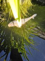 Mooie tamme Sorakoi van +/- 35 á 40 centimeter., Dieren en Toebehoren, Vissen | Vijvervissen, Karper of Koi