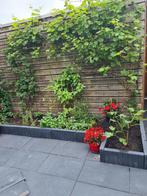 GRATIS TUINTEGELS GRIJS 60x60 & 40x60, Tuin en Terras, Tegels en Klinkers, Ophalen, Beton, 10 m² of meer, Terrastegels